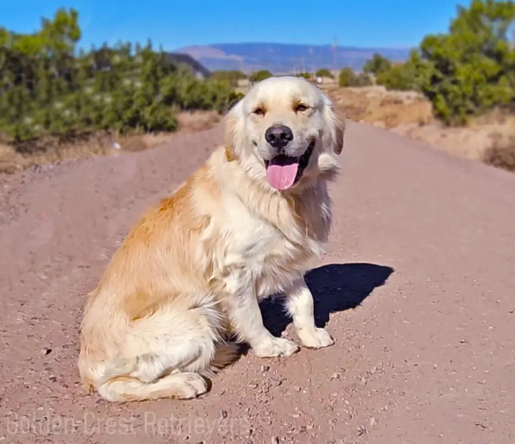 happy stud golden retriever