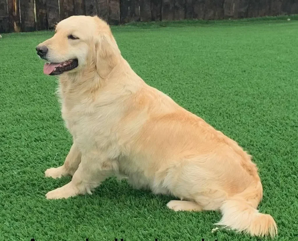 yellow golden retriever mom