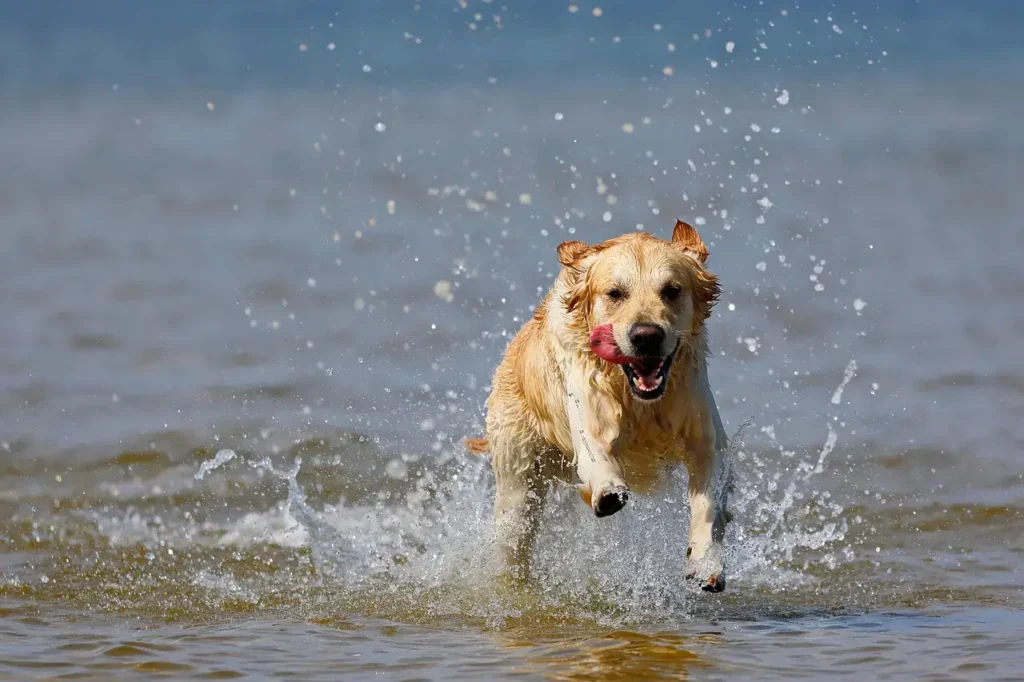 dog running in water