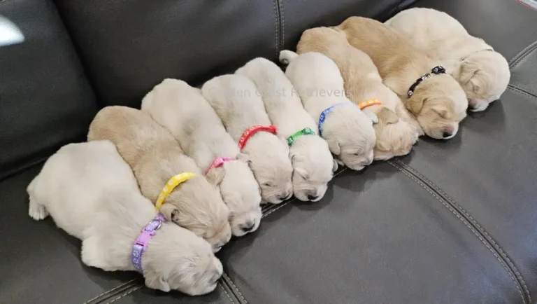 golden retriever puppies for sale