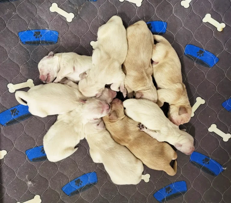 litter of golden retriever puppies