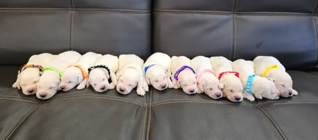 golden retriever puppies on couch