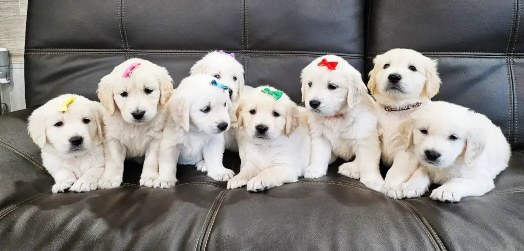 a group of puppies with bows on their head