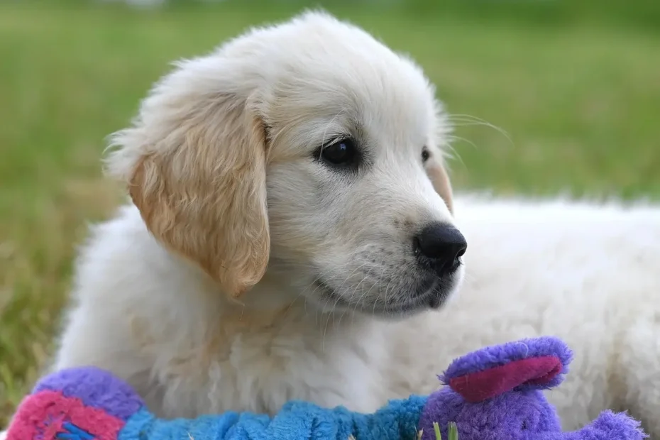 a dog lying on a toy
