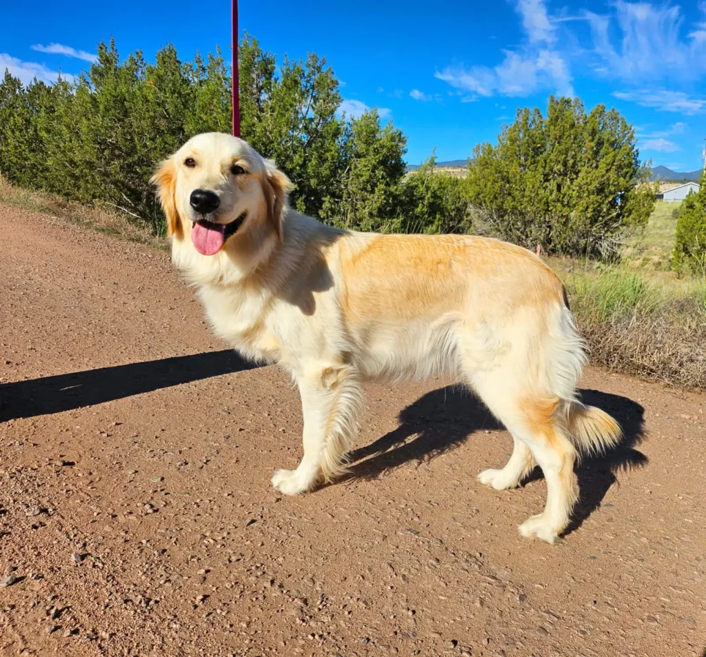 goldie golden retrievers