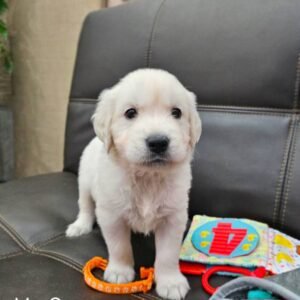 a puppy standing on a black couch
