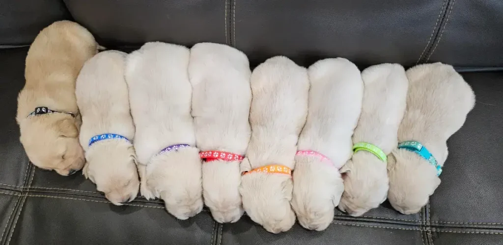 golden retriever puppies laying in a line