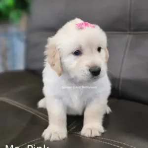 golden retriever female front