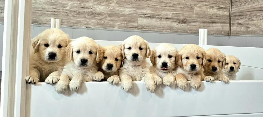 golden retriever puppies for sale