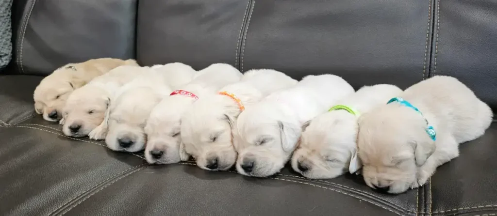 golden retriever puppies laying in a line on couch