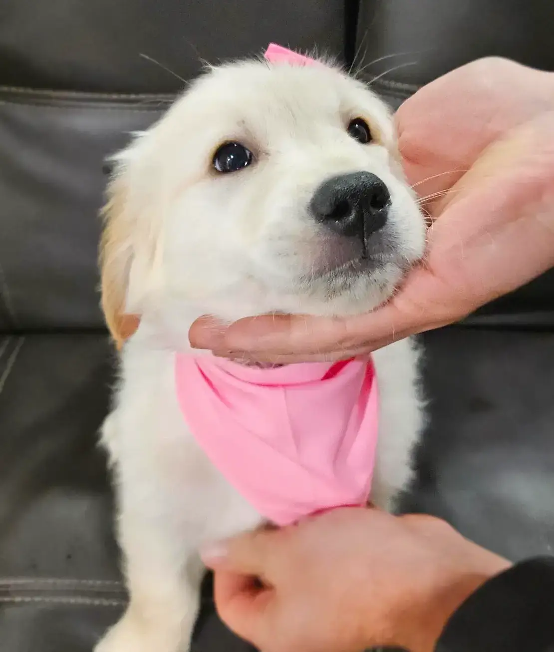 golden retriever in bandana