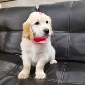female golden retriever puppy on couch