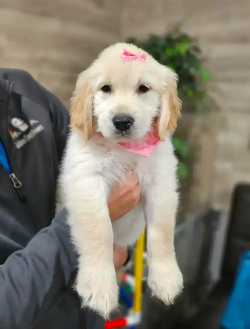 female golden retriever puppy