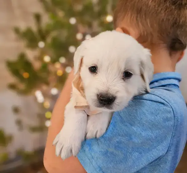 golden retriever puppies for sale