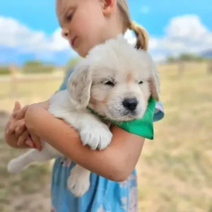 golden retriever with green bandana