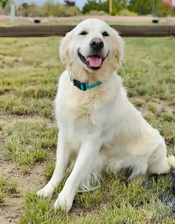 shelby sitting in the yard