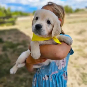 golden retriever with yellow bandana