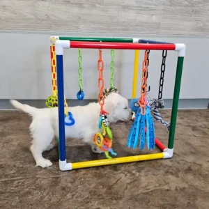 puppy gym toy