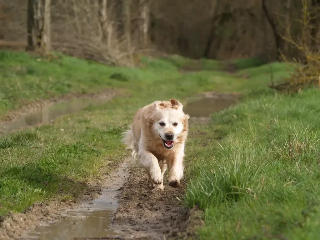 golden retriever running along trail