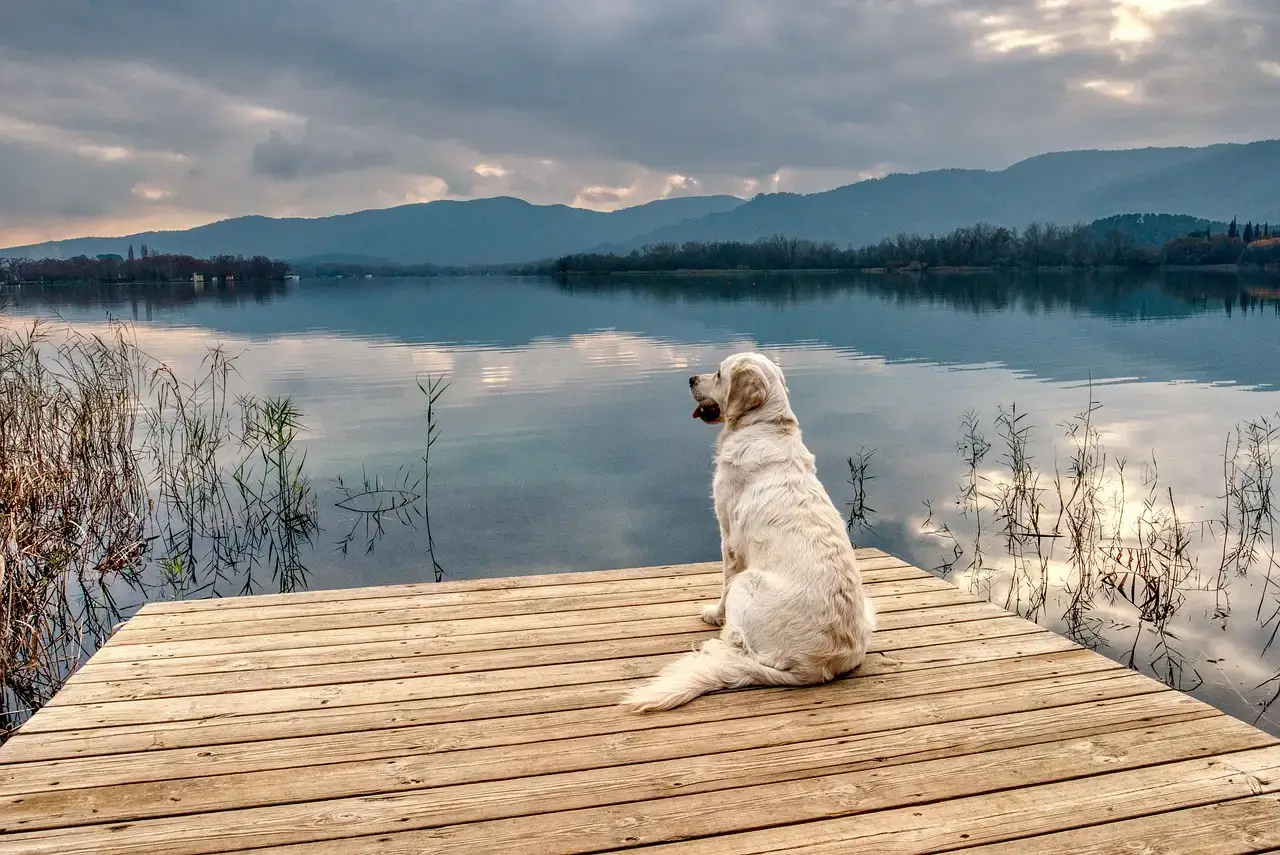 golden sitting on the dock