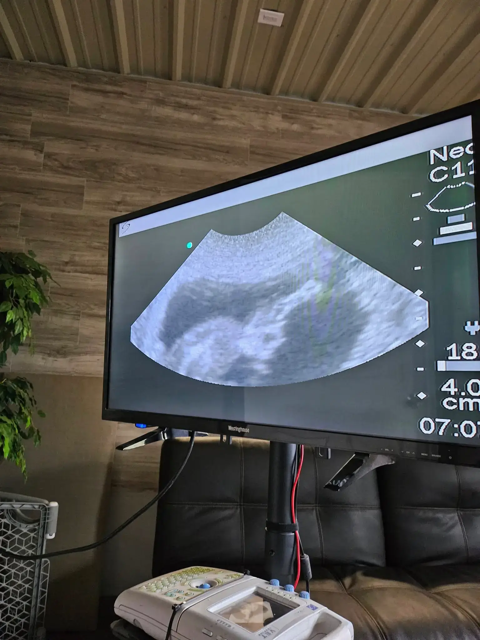 ultrasound of a puppy