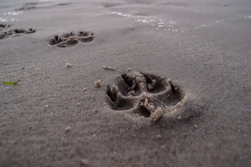 dog paw pad prints