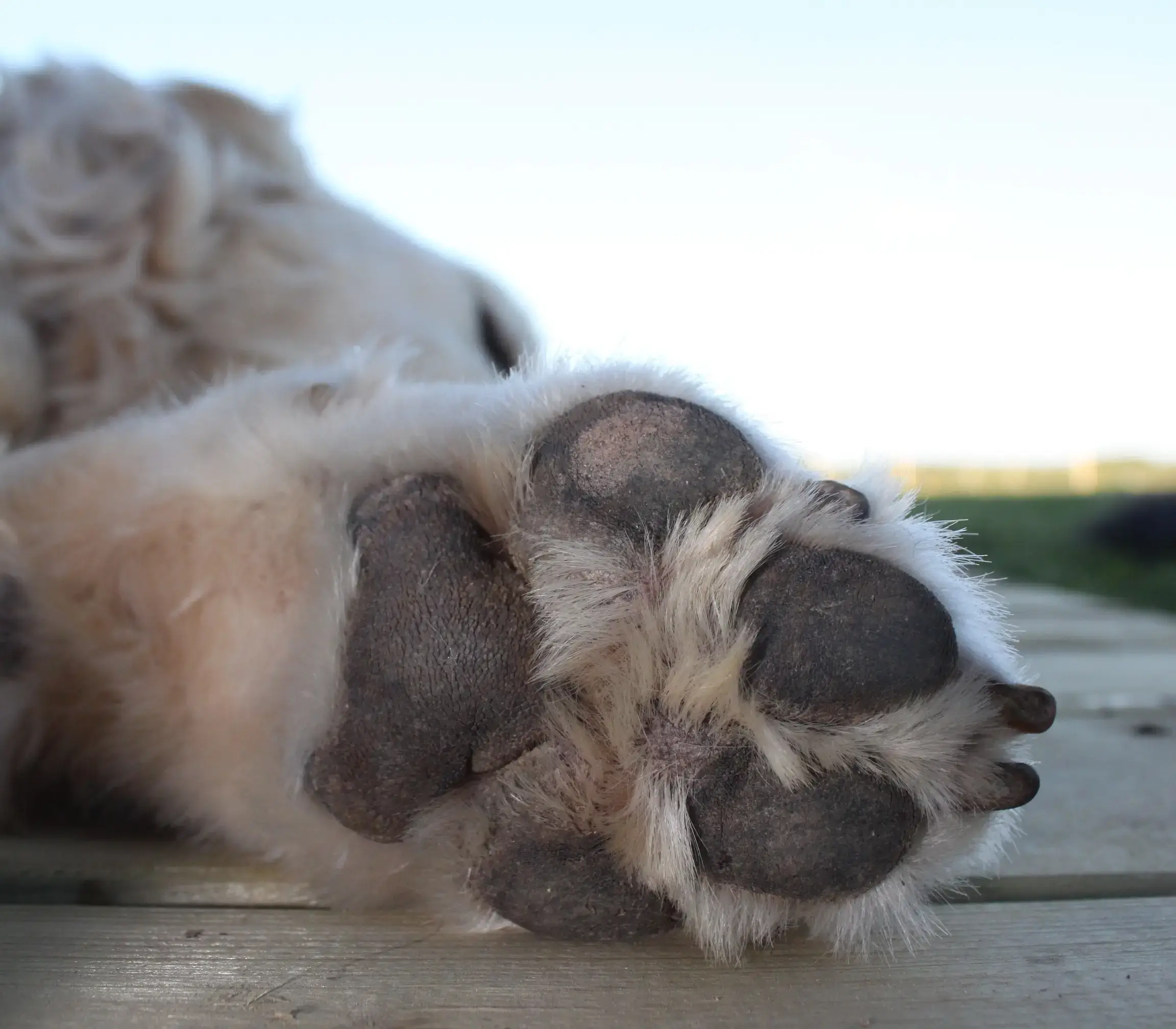 dog paw pad care