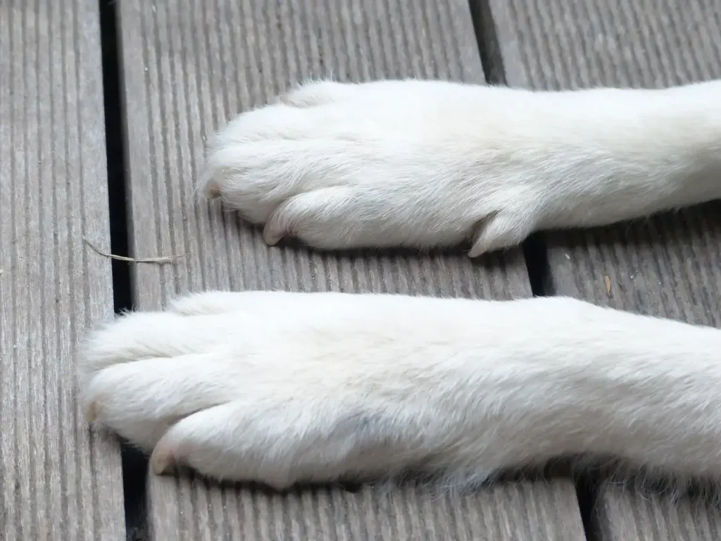 golden retriever paw pad care