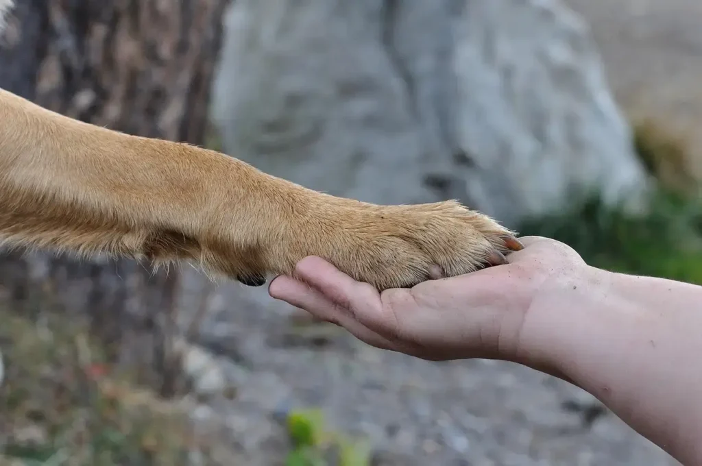groomed paw pad care