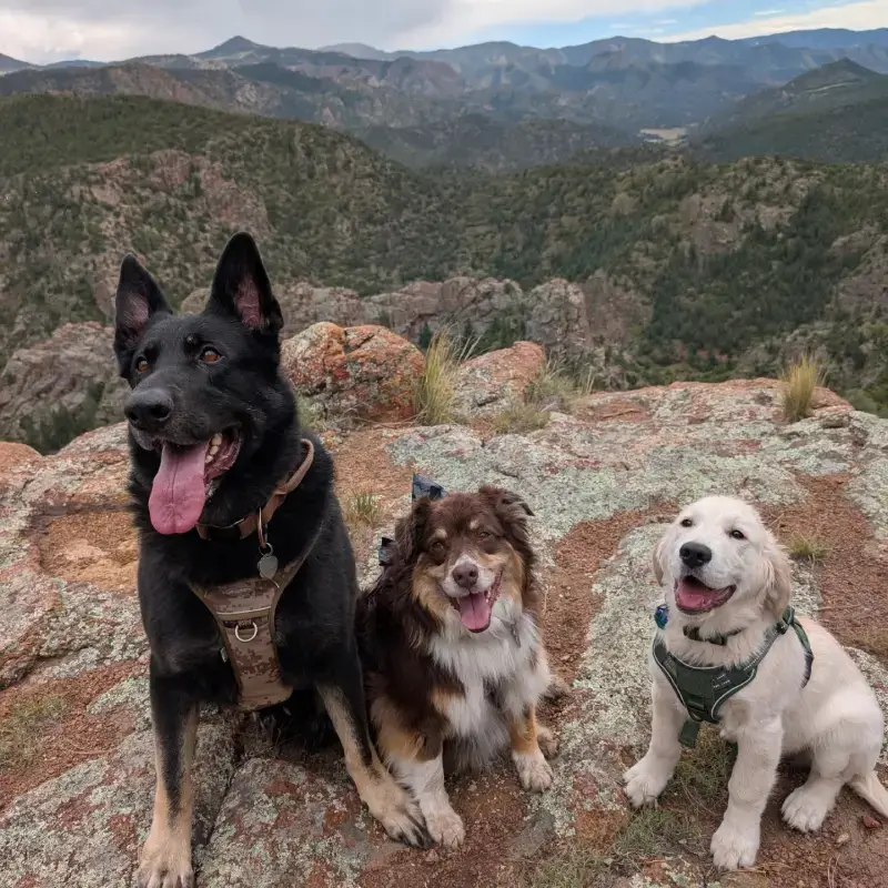 golden retriever puppy hiking Colorado mountain trail