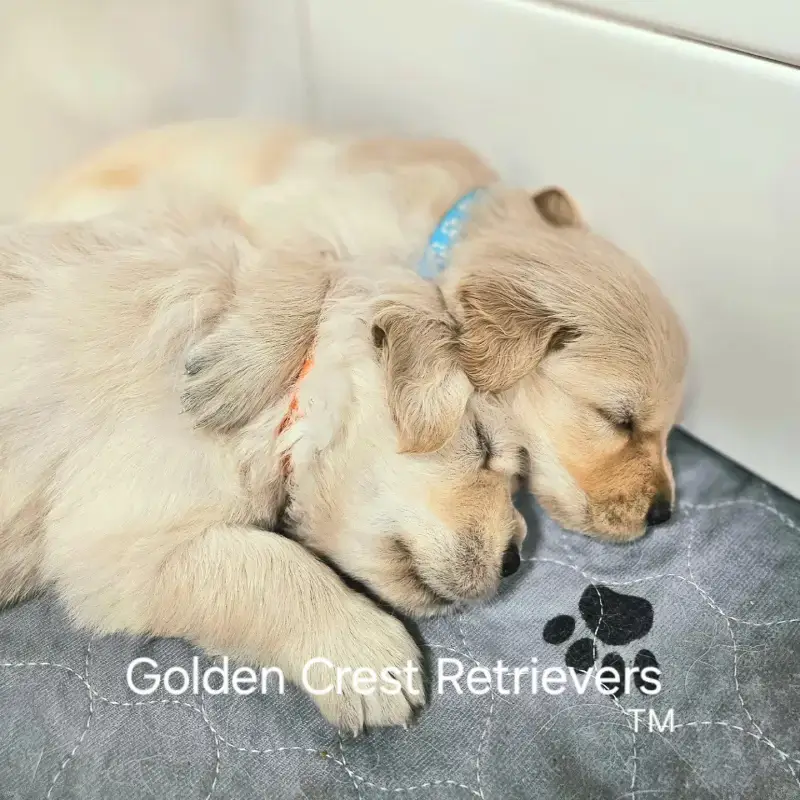 golden retriever puppies cuddling